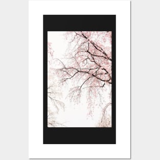 Pink Cherry Blossoms in the Mist Posters and Art